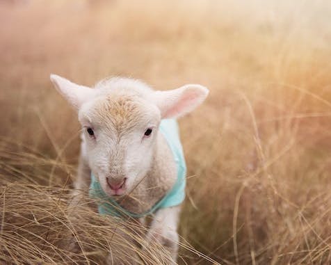 First Steps of a Baby Lamb : What Are My First Steps?