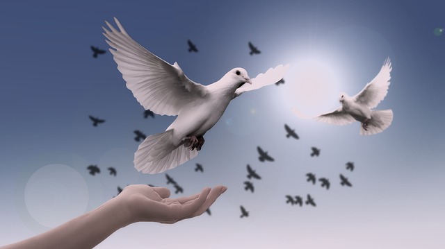 Dove of Peace : God Is Reconciled to Us : Peace with Go