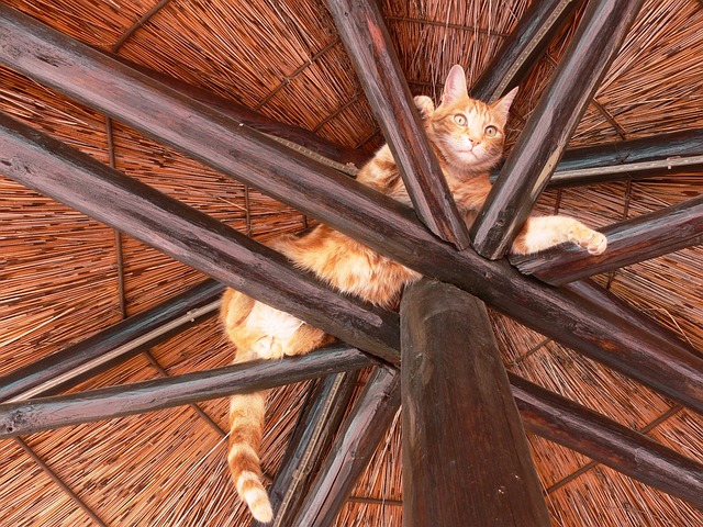 Cat Stuck in a Jar : You Need Someone to Save You!