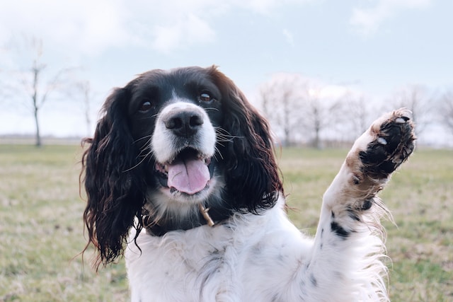 Dog Waving Goodbye : A Word in Parting : Closing Thoughts