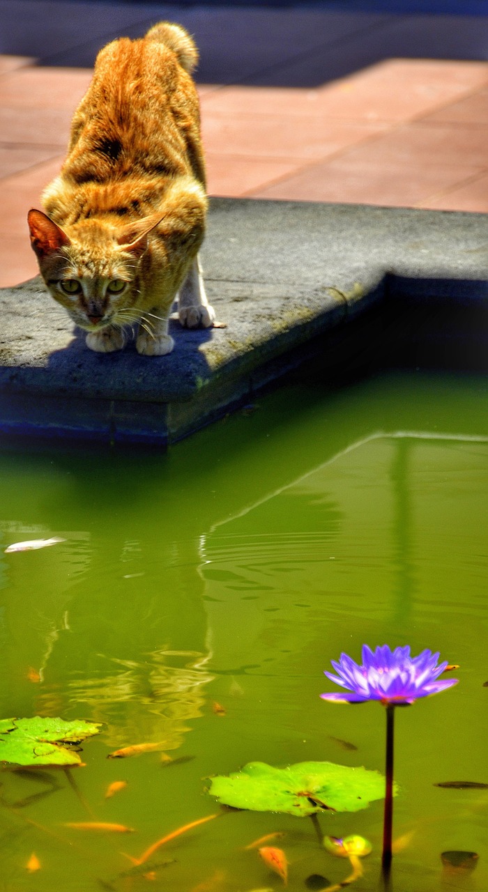 Salvation: Why Do I Need to Be Saved? Cat and Goldfish